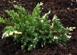 Juniperus davurica expansa variegata / Tarka kínai kúszó boróka
